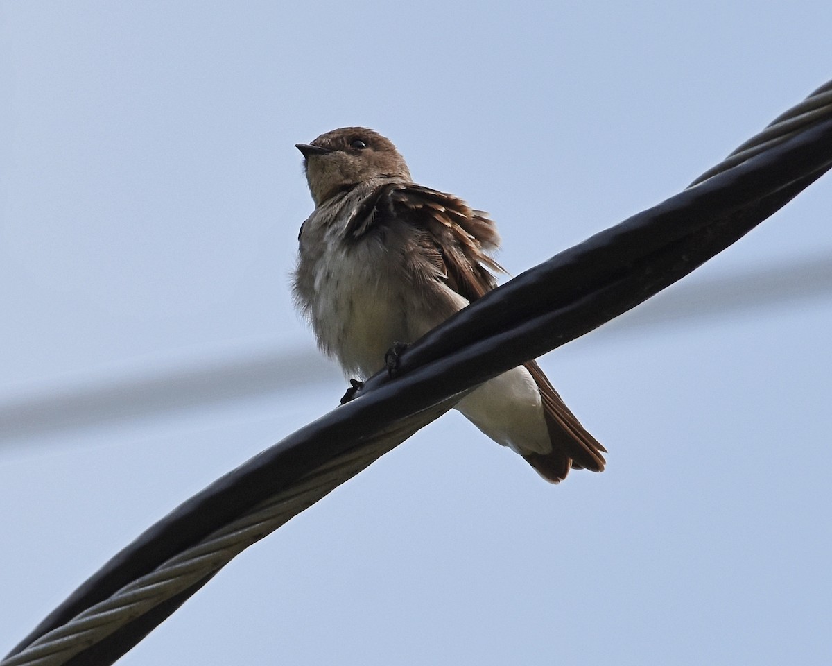 Northern Rough-winged Swallow - ML112510701