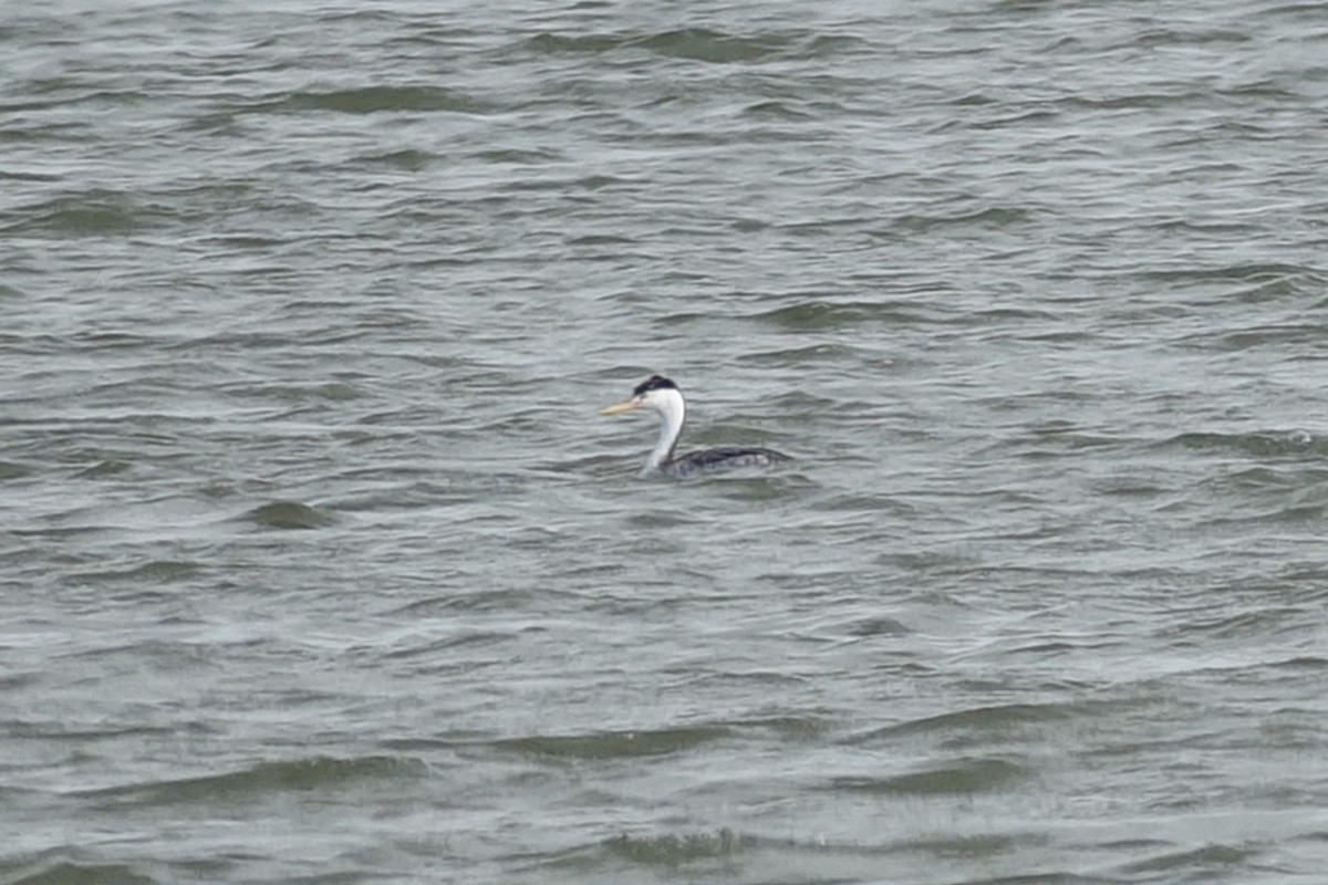 Clark's Grebe - ML112511241