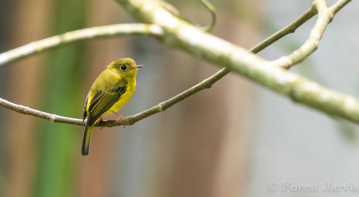 Citrine Canary-Flycatcher - ML112512271