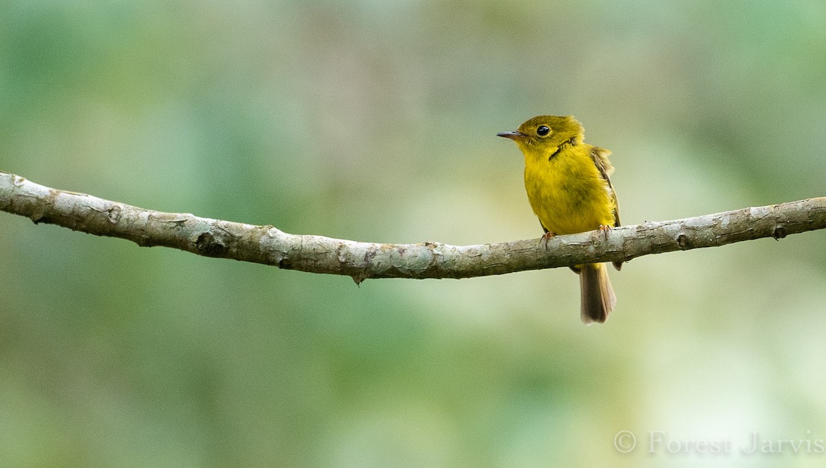 Citrine Canary-Flycatcher - ML112512291