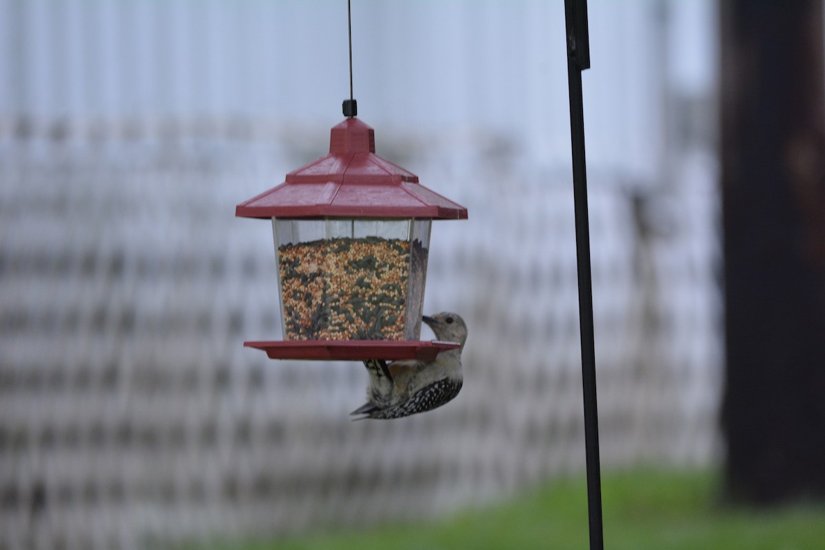 Red-bellied Woodpecker - ML112513991