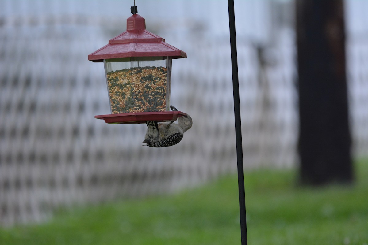 Red-bellied Woodpecker - ML112514001