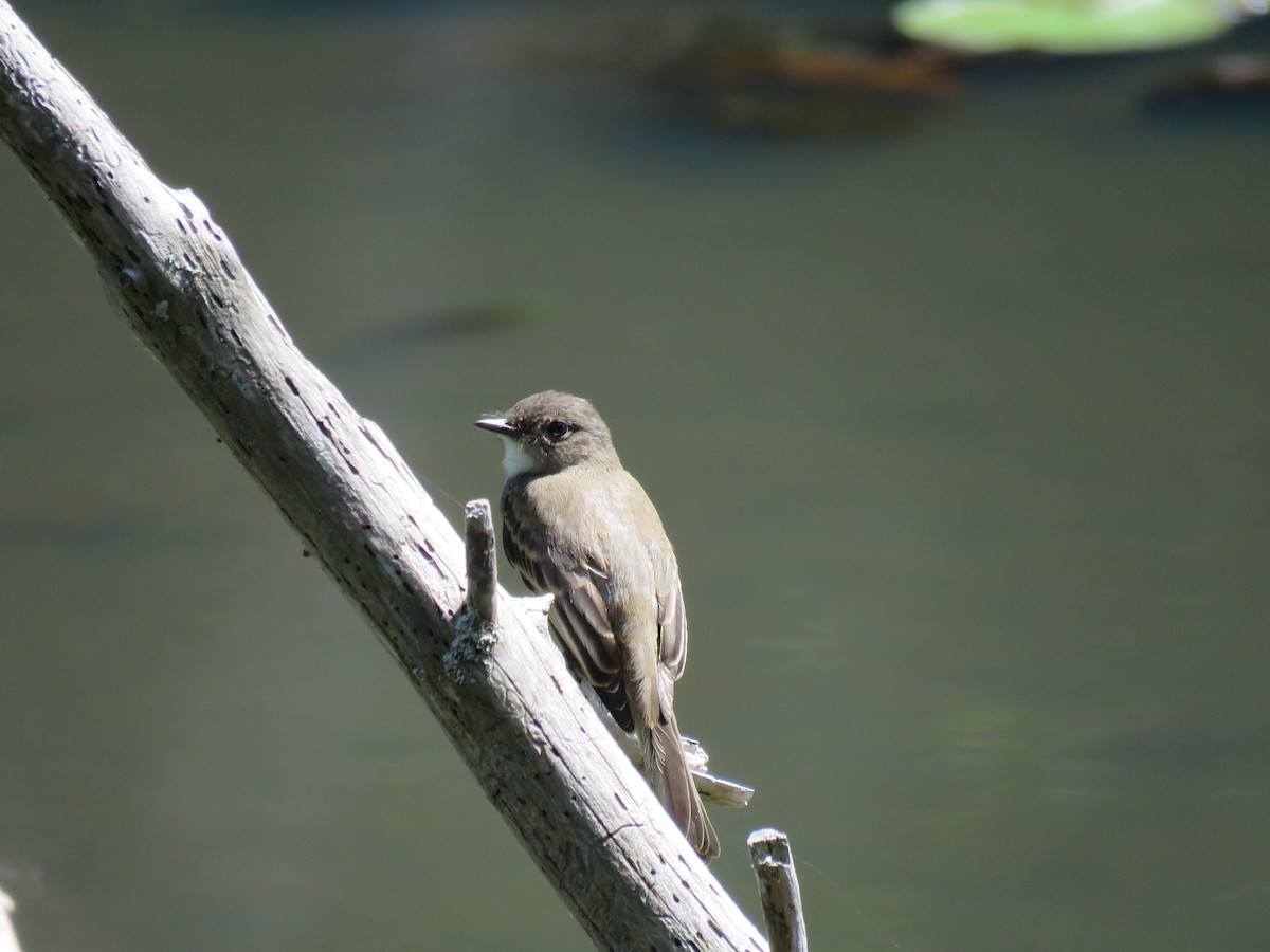 Eastern Wood-Pewee - ML112514991