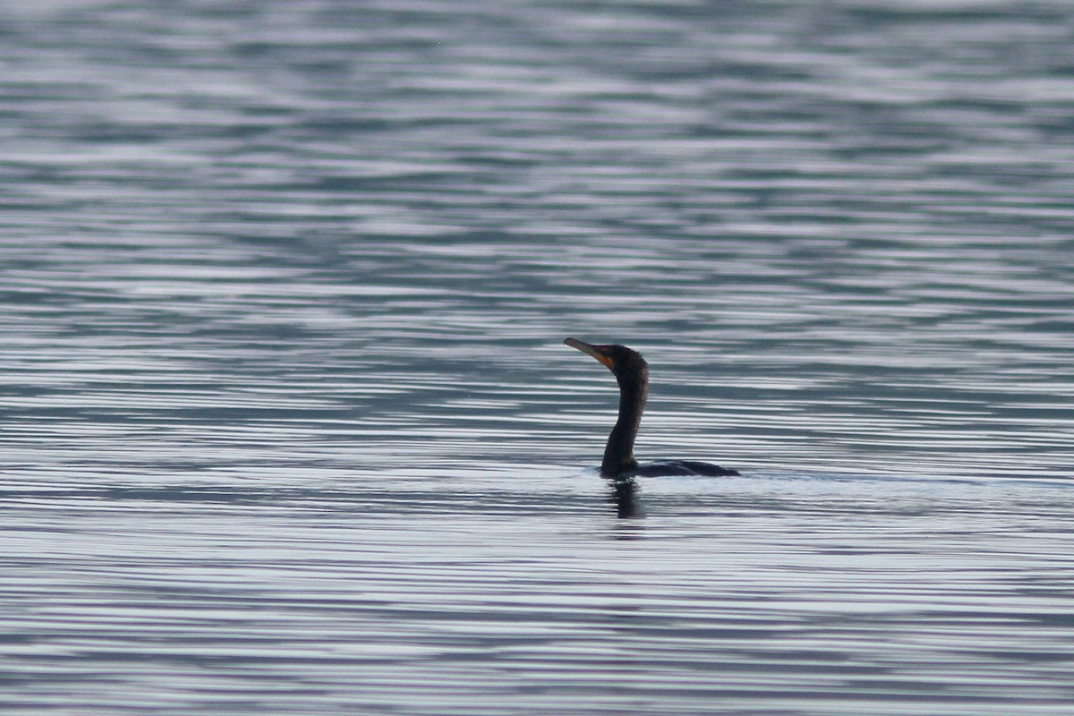 Double-crested Cormorant - Larry Therrien