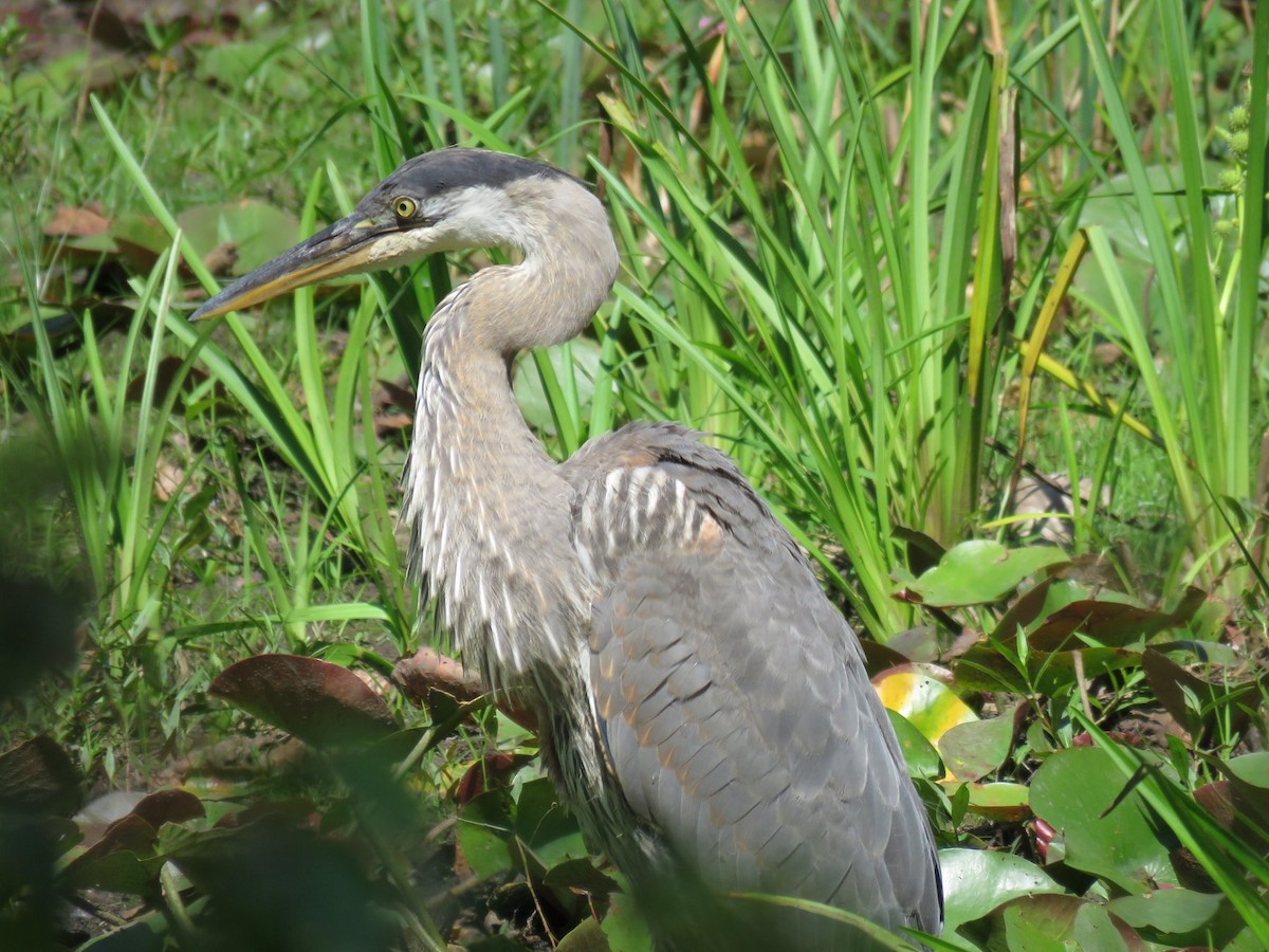 Great Blue Heron - ML112515051