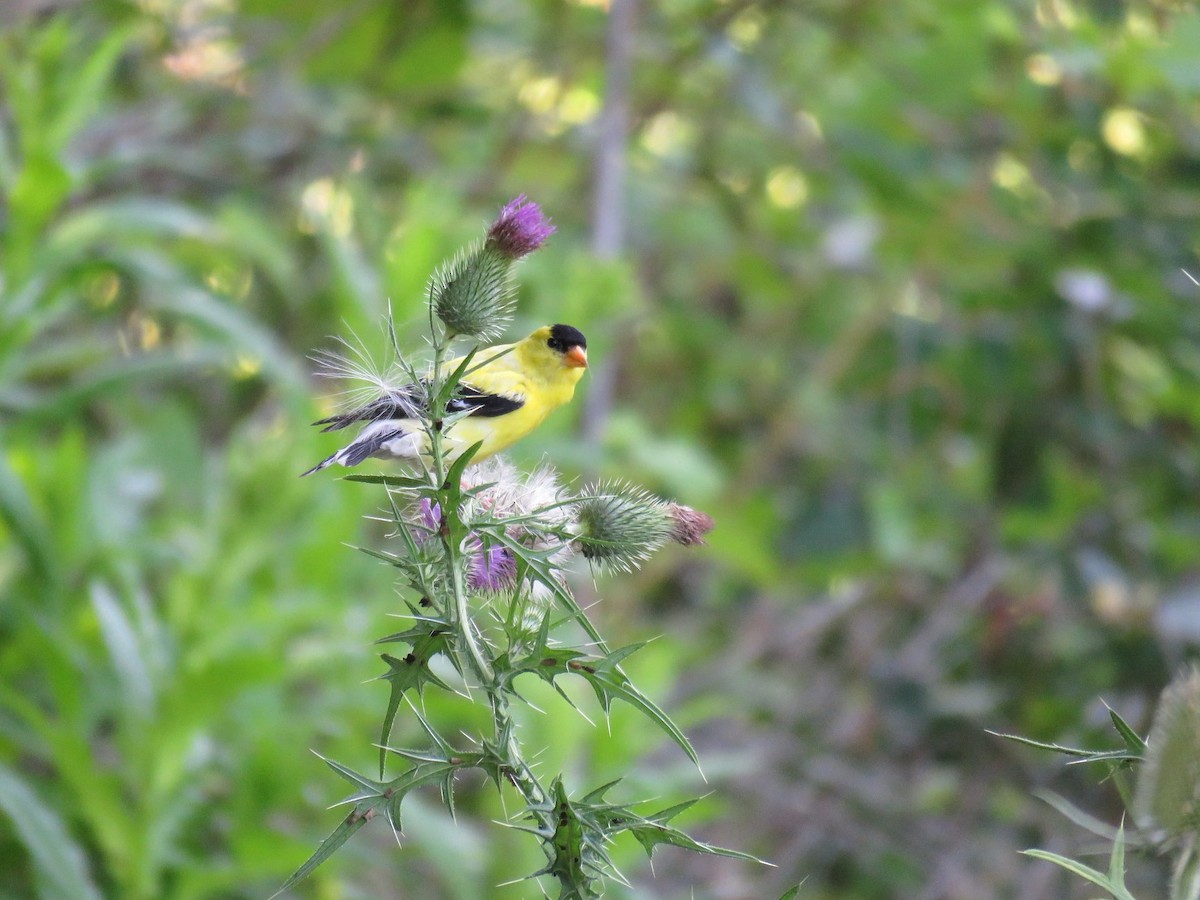 American Goldfinch - ML112515081