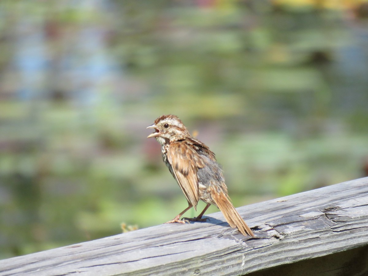 Song Sparrow - ML112515231