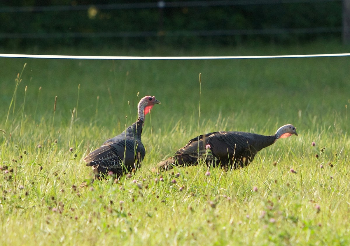 Wild Turkey - Robert Bruss