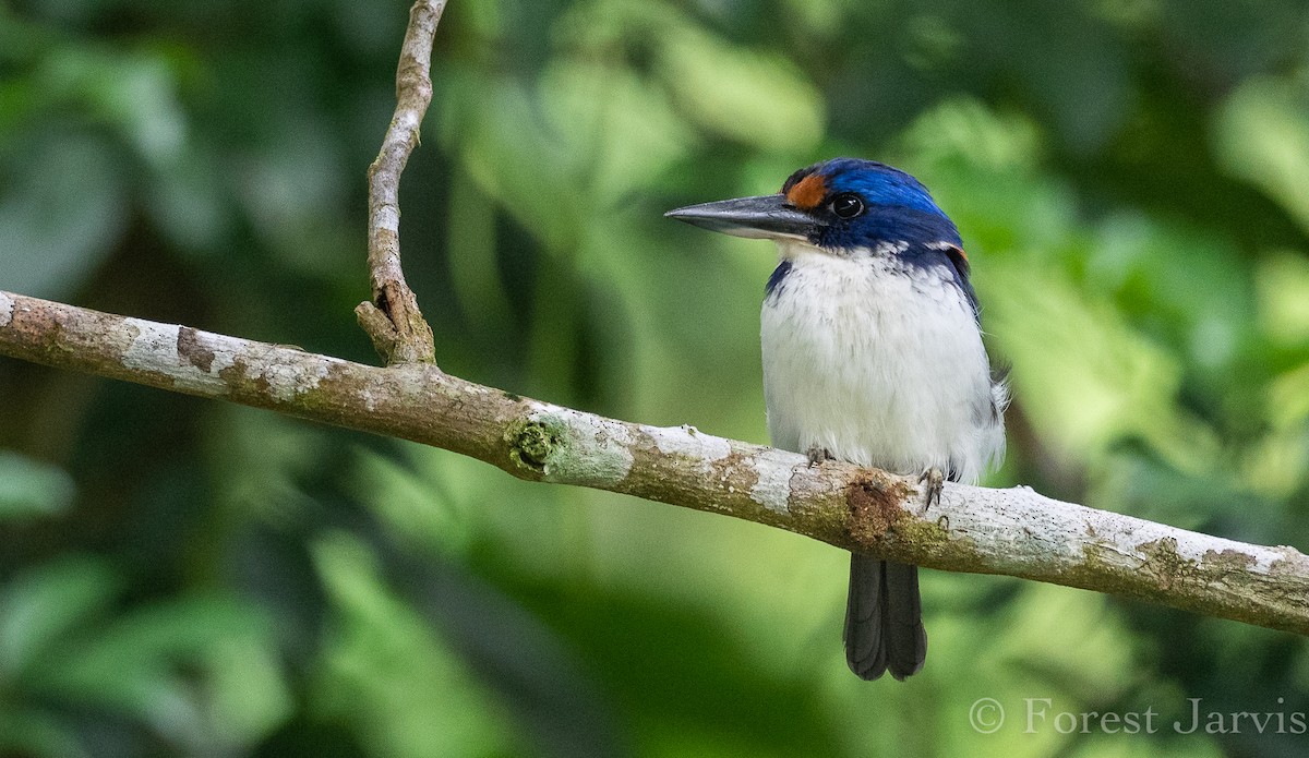 Rufous-lored Kingfisher - ML112515411