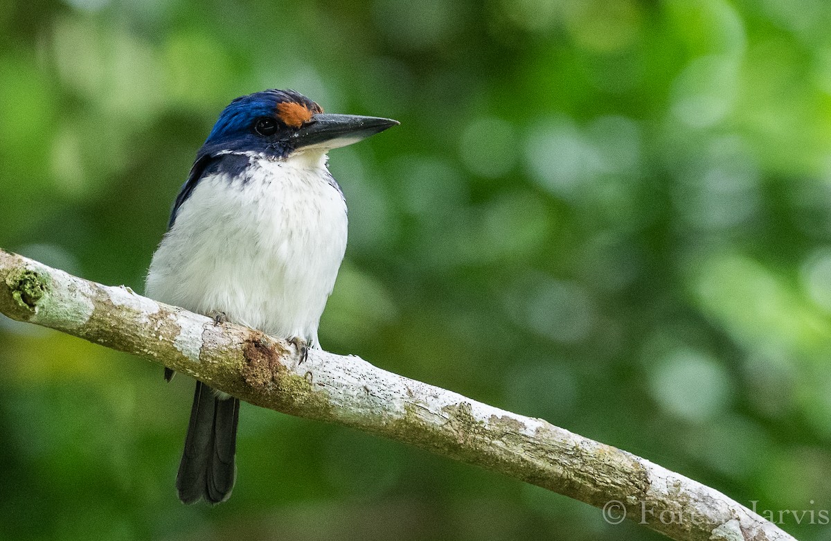 Rufous-lored Kingfisher - ML112515421