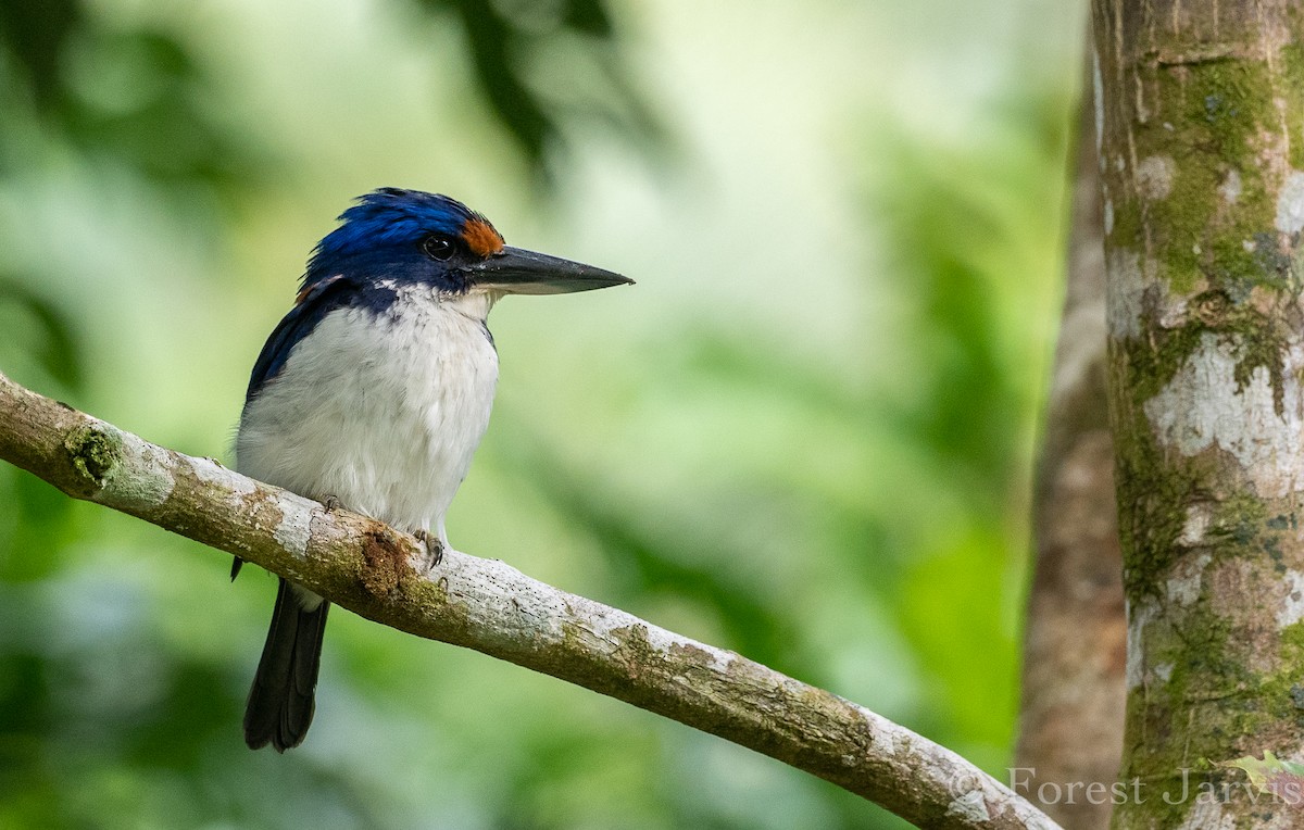 Rufous-lored Kingfisher - ML112515431