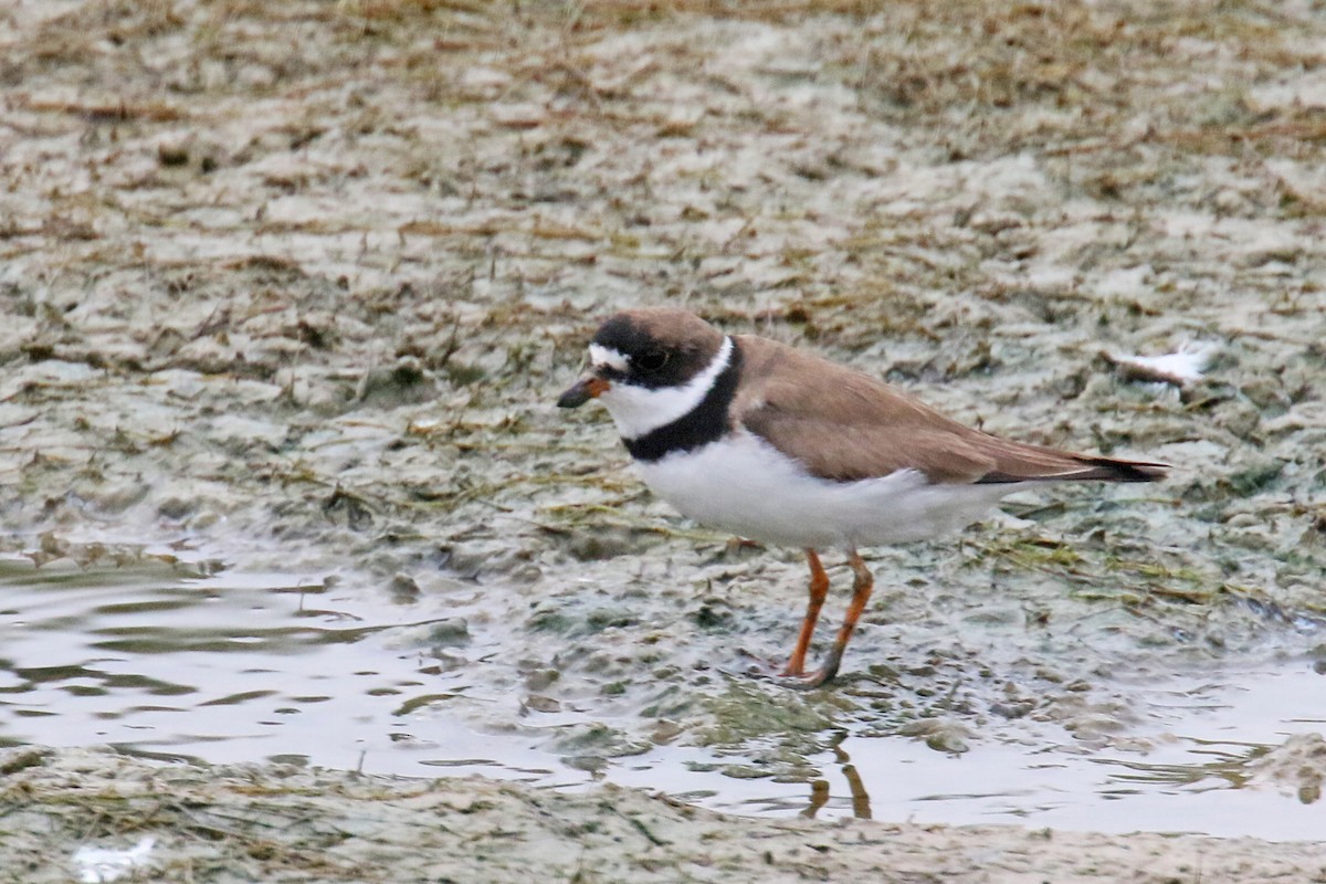 Semipalmated Plover - ML112515741