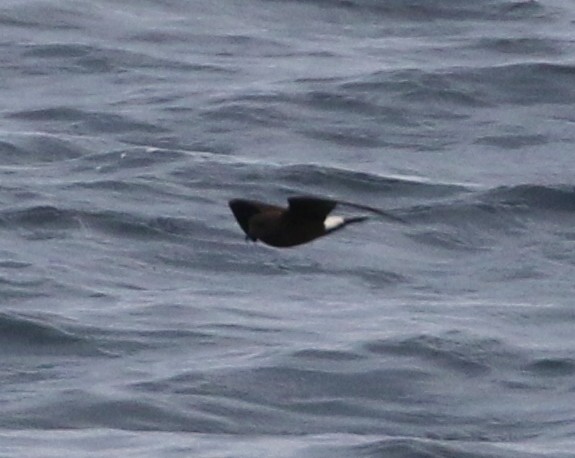 Townsend's Storm-Petrel - ML112516471