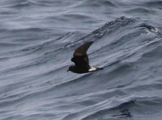 Townsend's Storm-Petrel - ML112516481