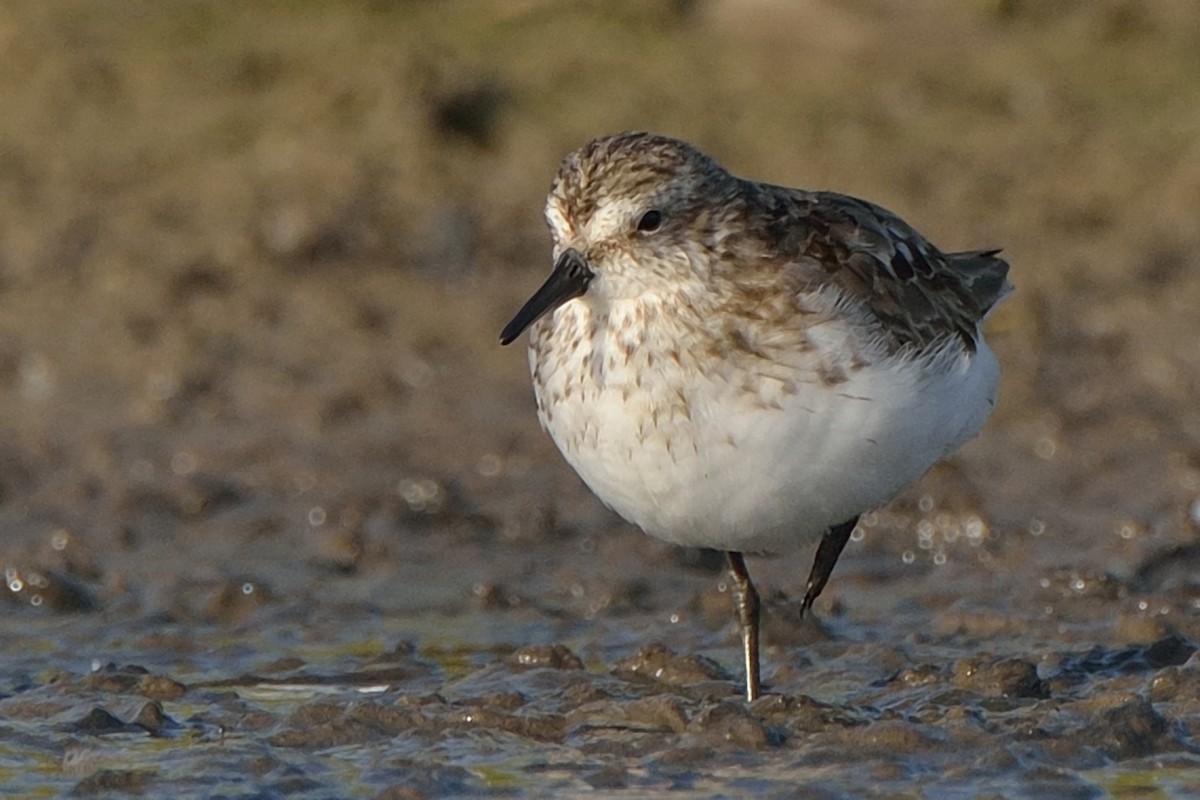 Western Sandpiper - ML112517381