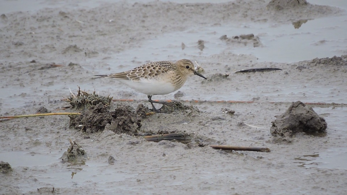 Baird's Sandpiper - ML112518711