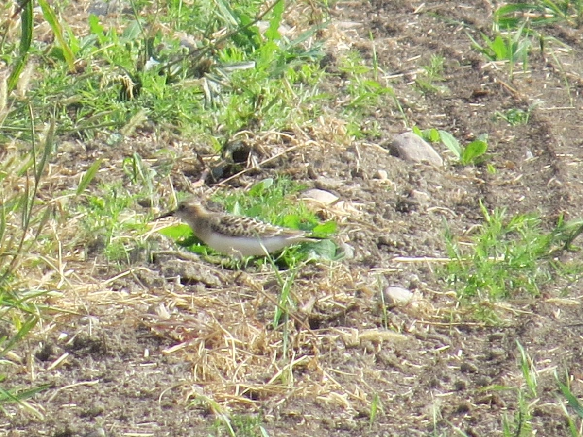 Baird's Sandpiper - Céline Maurice