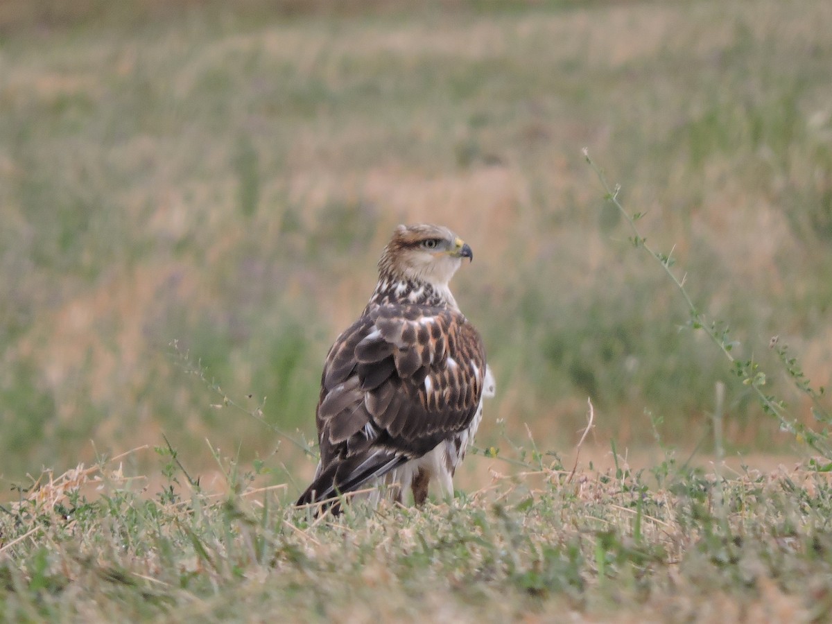 Ferruginous Hawk - ML112519371