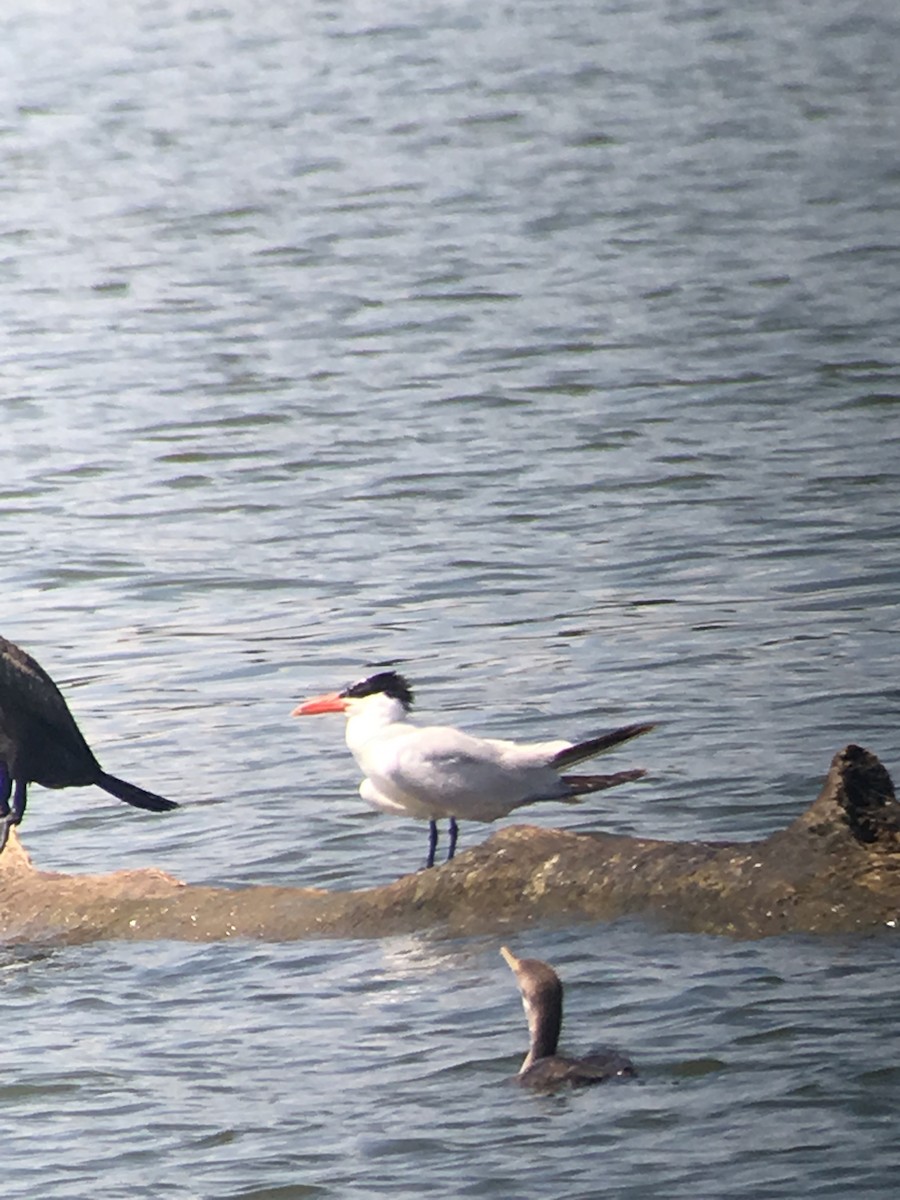 Caspian Tern - ML112520811