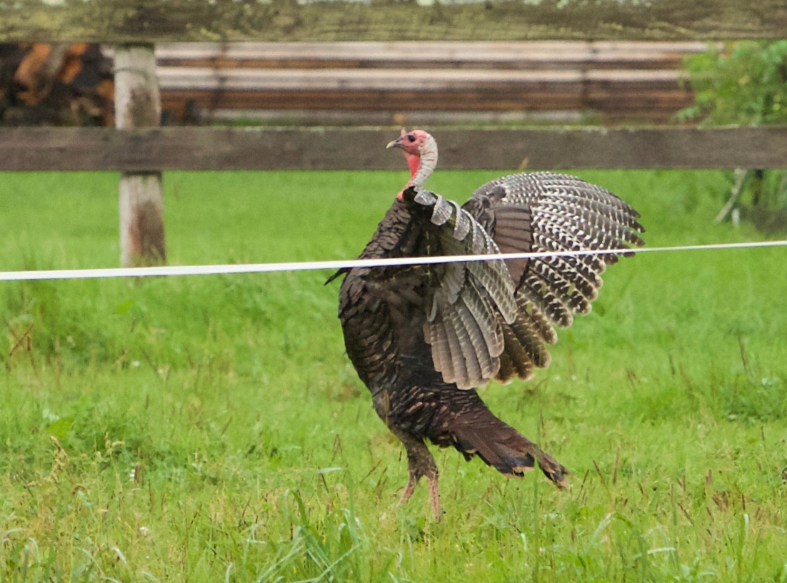 Wild Turkey - Robert Bruss