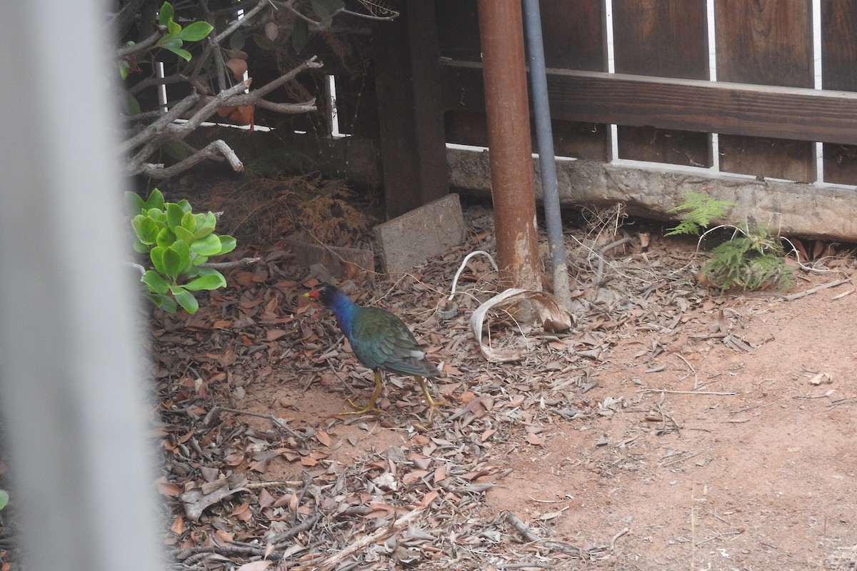 Purple Gallinule - ML112522461