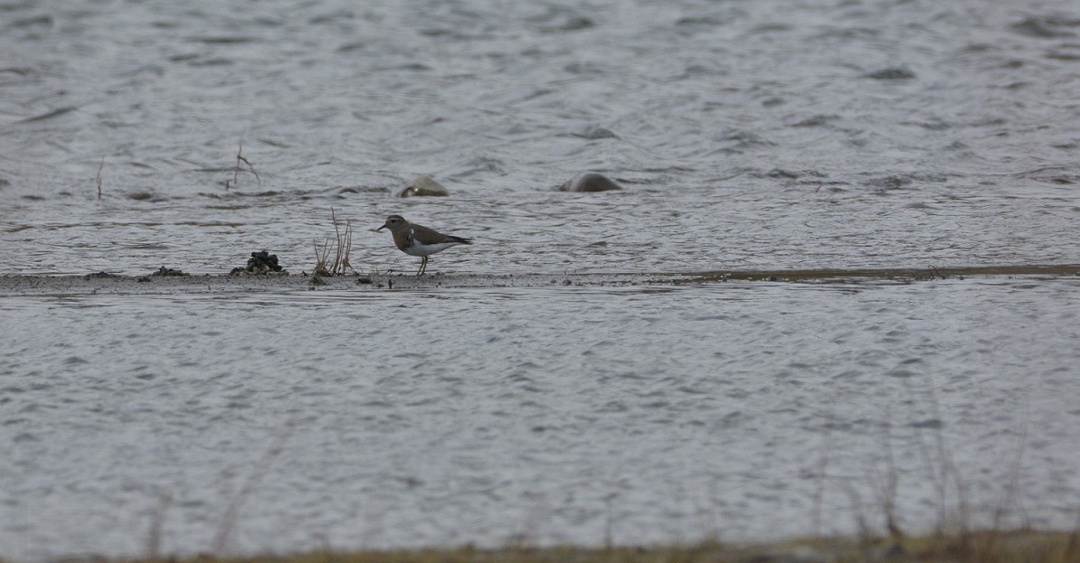 Rufous-chested Dotterel - ML112523241