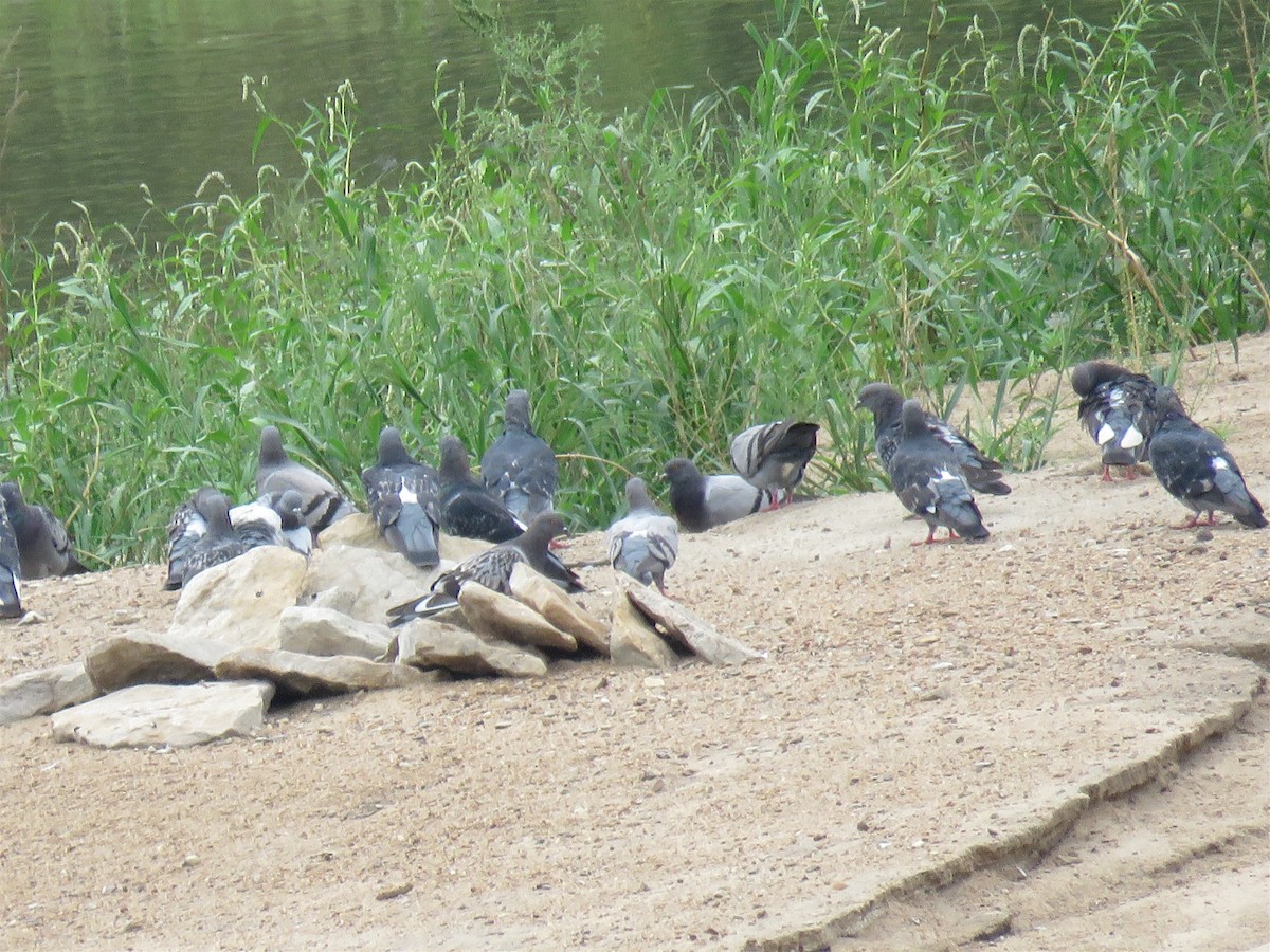 Rock Pigeon (Feral Pigeon) - ML112523461