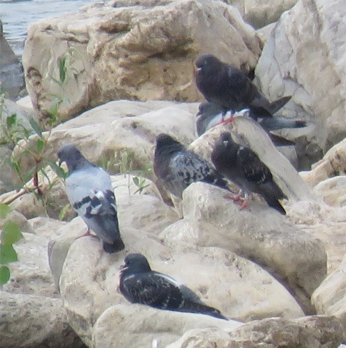 Rock Pigeon (Feral Pigeon) - ML112523581