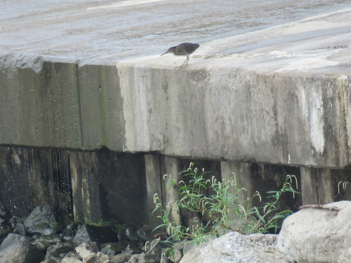 Green Heron - ML112523761