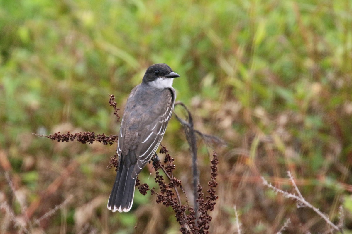 Eastern Kingbird - ML112524301