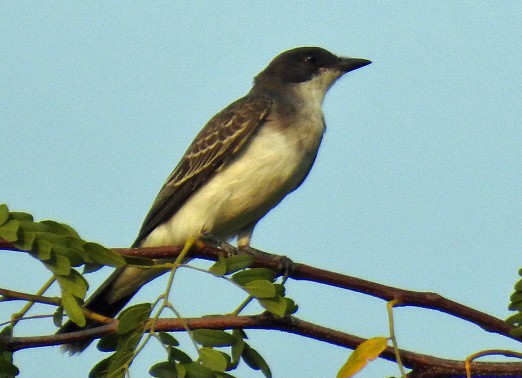 Eastern Kingbird - ML112528281