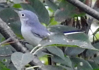 Blue-gray Gnatcatcher - ML112528901