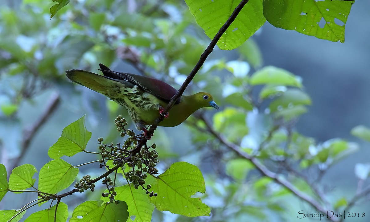 Wedge-tailed Green-Pigeon - Sandip Das