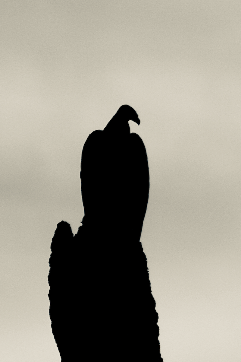 Turkey Vulture - ML112530661