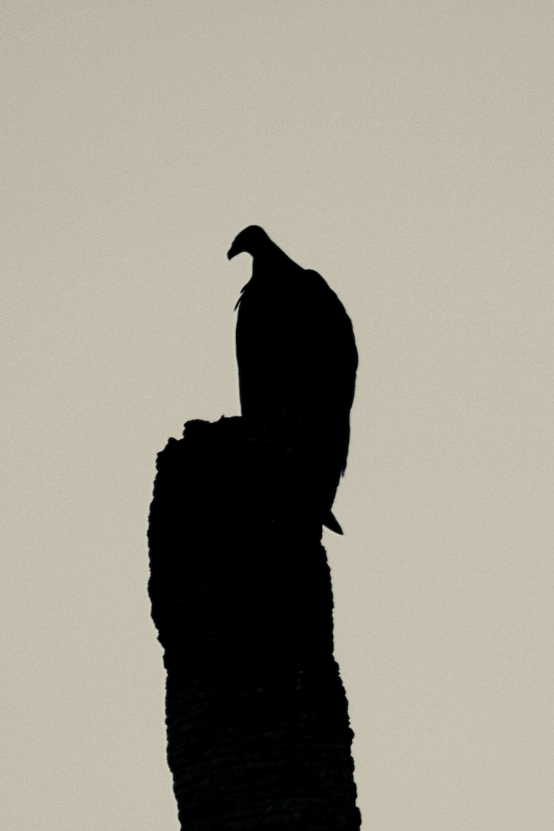 Turkey Vulture - ML112530671