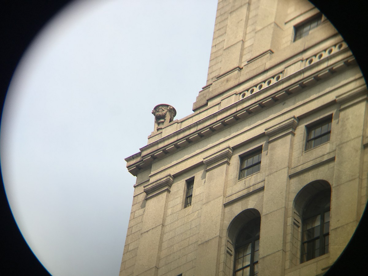 Peregrine Falcon - ML112530791