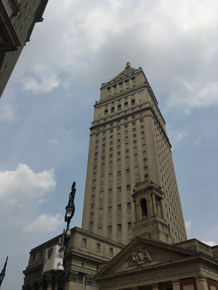 Peregrine Falcon - ML112530811