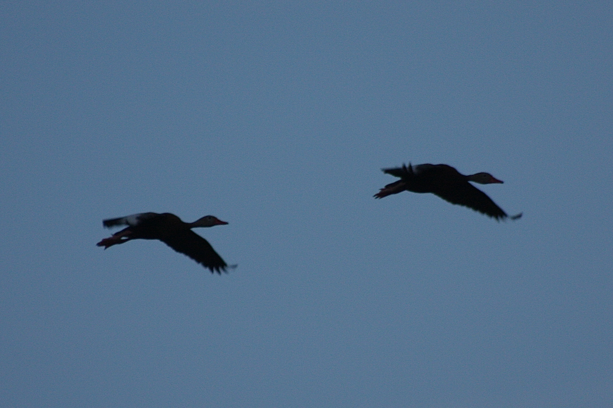 Black-bellied Whistling-Duck - ML112531271