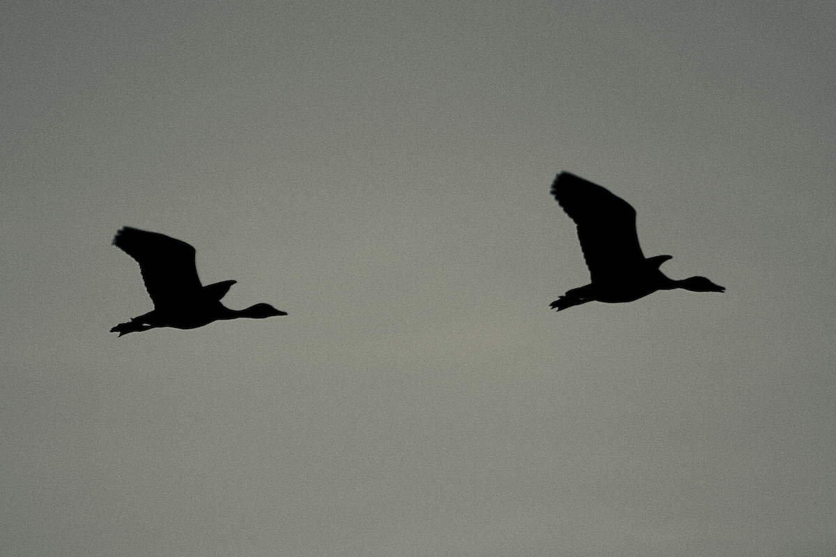 Dendrocygne à ventre noir - ML112531281