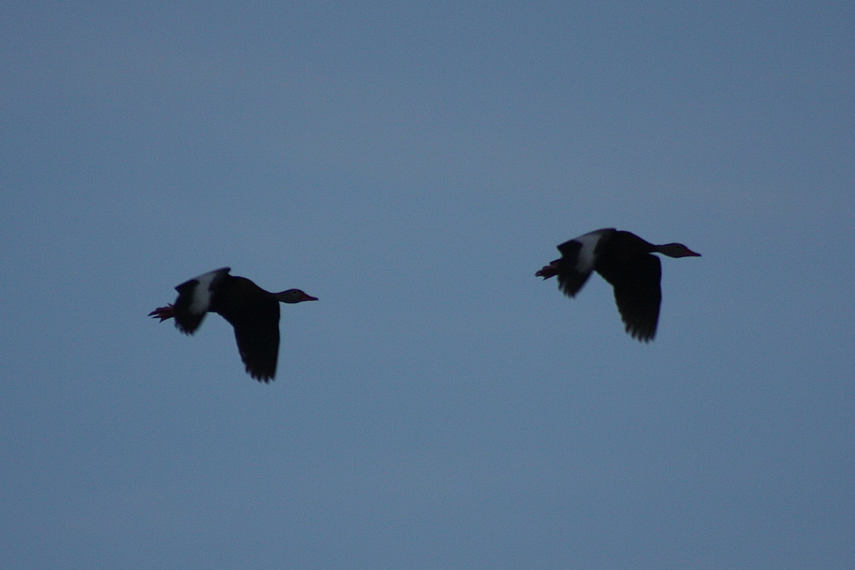 Black-bellied Whistling-Duck - ML112531301