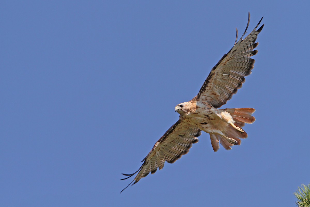 Red-tailed Hawk - Christoph Moning