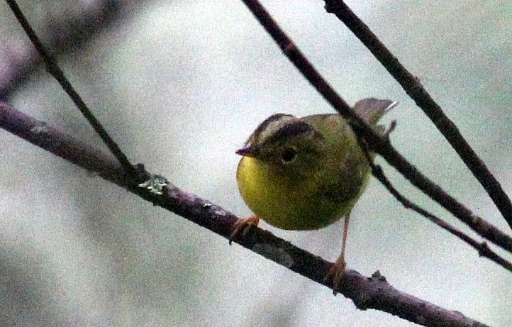 Mosquitero de Burke - ML112532651