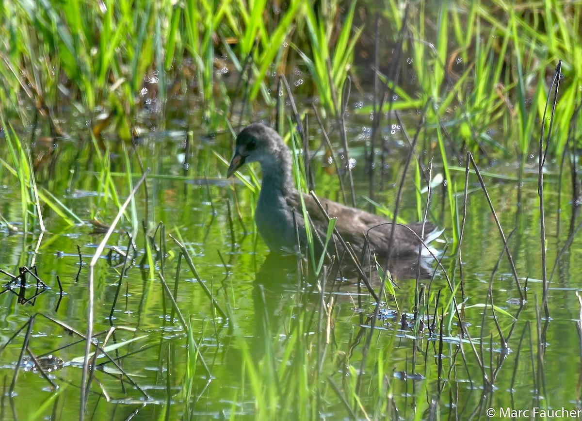Common Gallinule - ML112535371