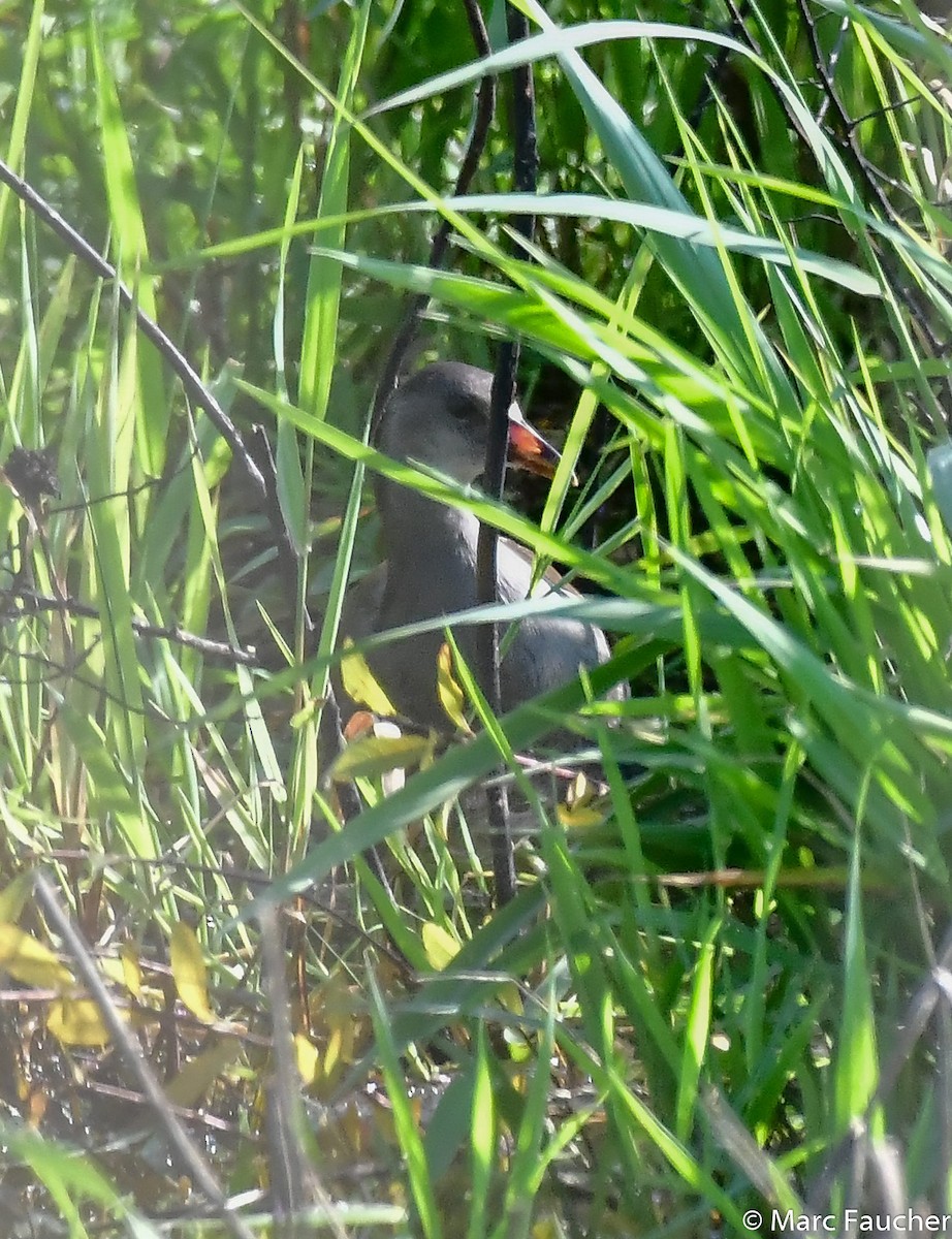 Common Gallinule - ML112535381