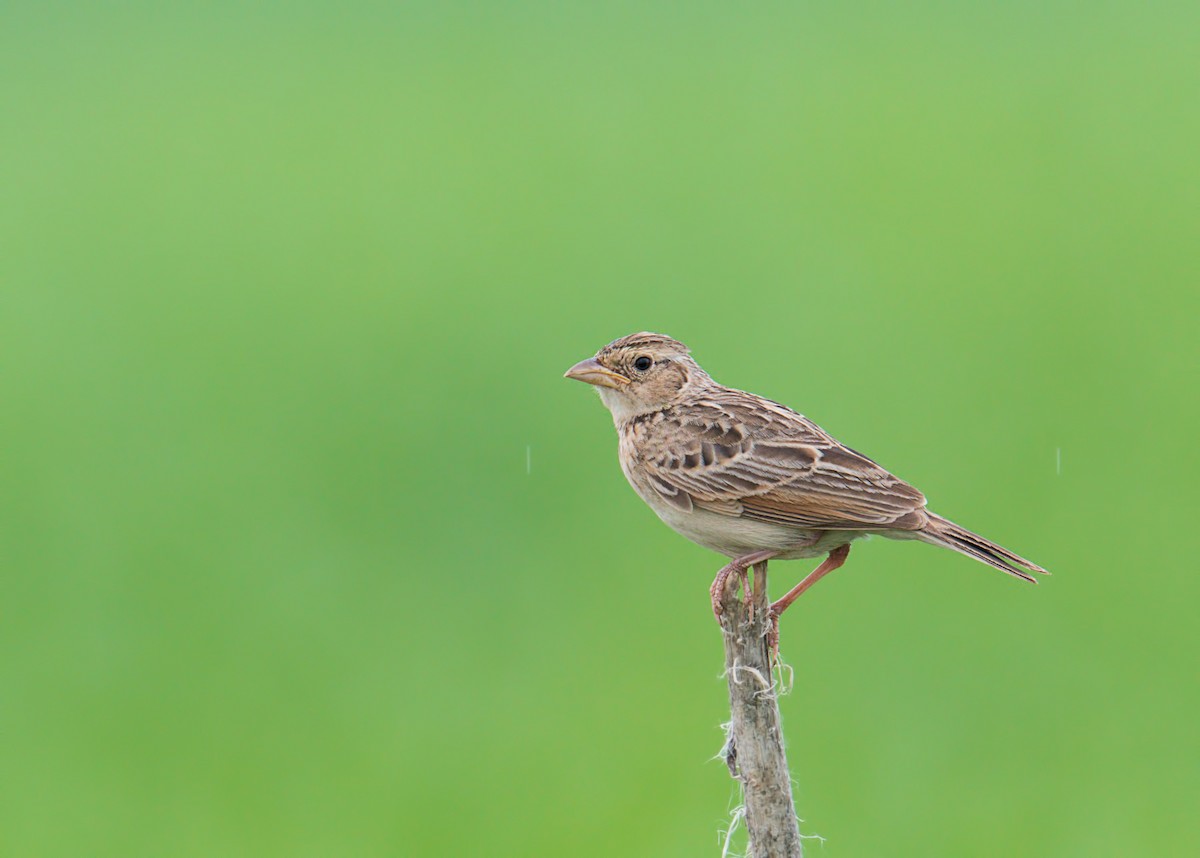 Singing Bushlark (Singing) - Harish Thangaraj