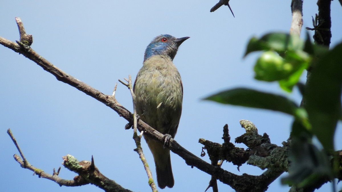 Scarlet-thighed Dacnis - Andreas Skiljan