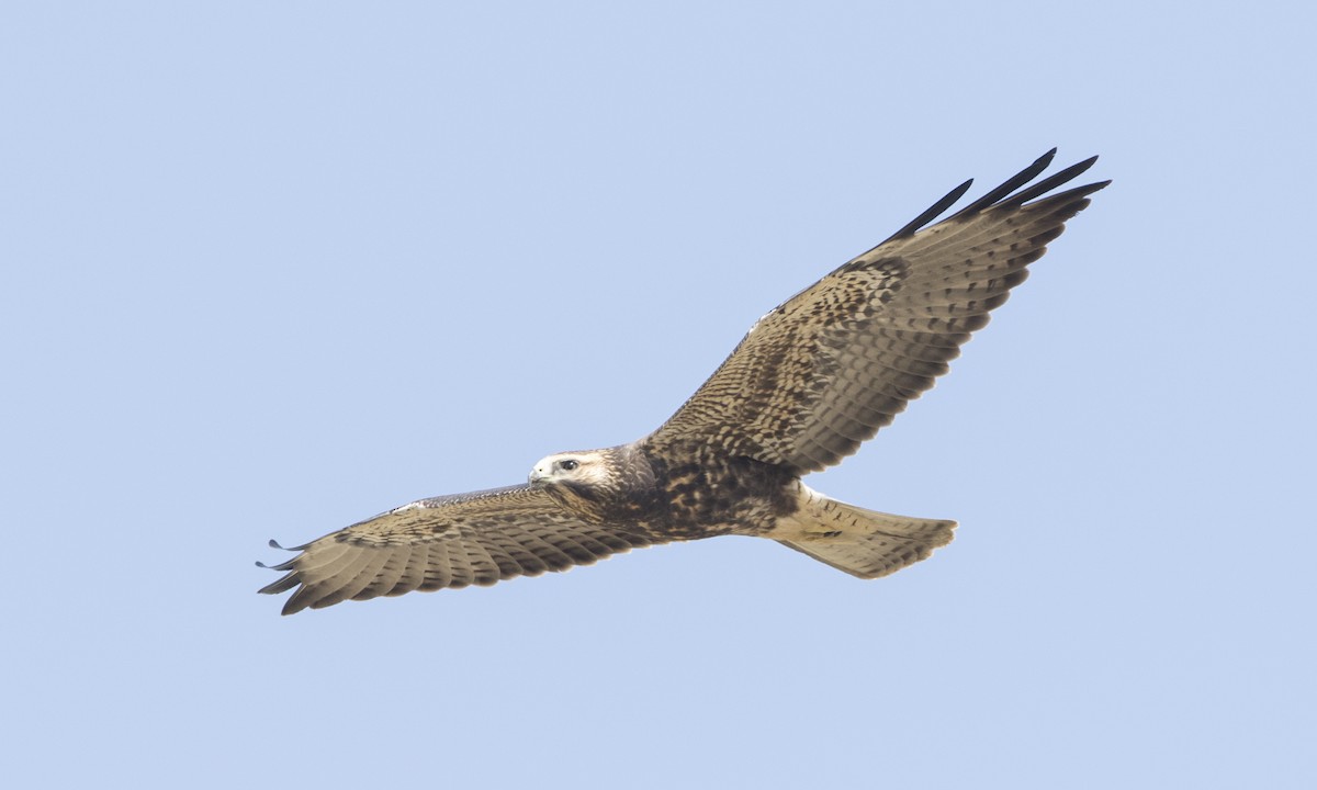 Swainson's Hawk - ML112543311