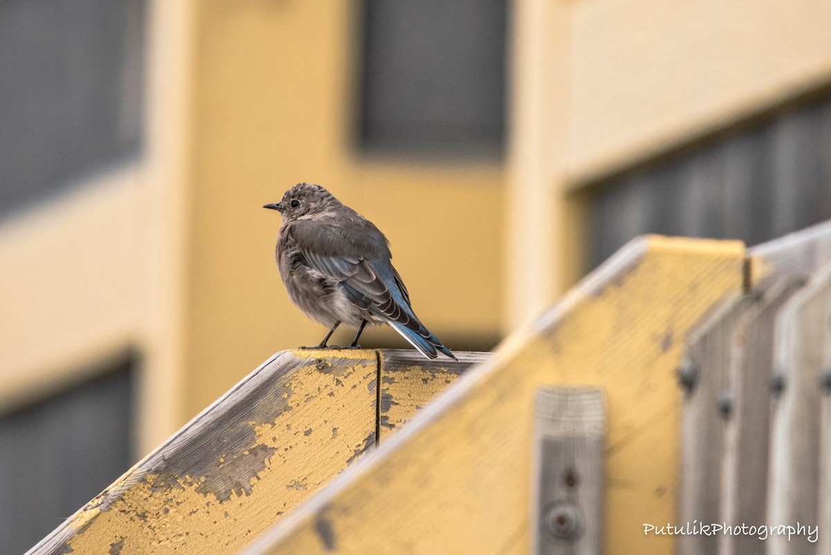 Mountain Bluebird - ML112543761