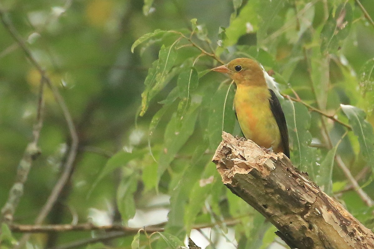 Scarlet Tanager - ML112544451