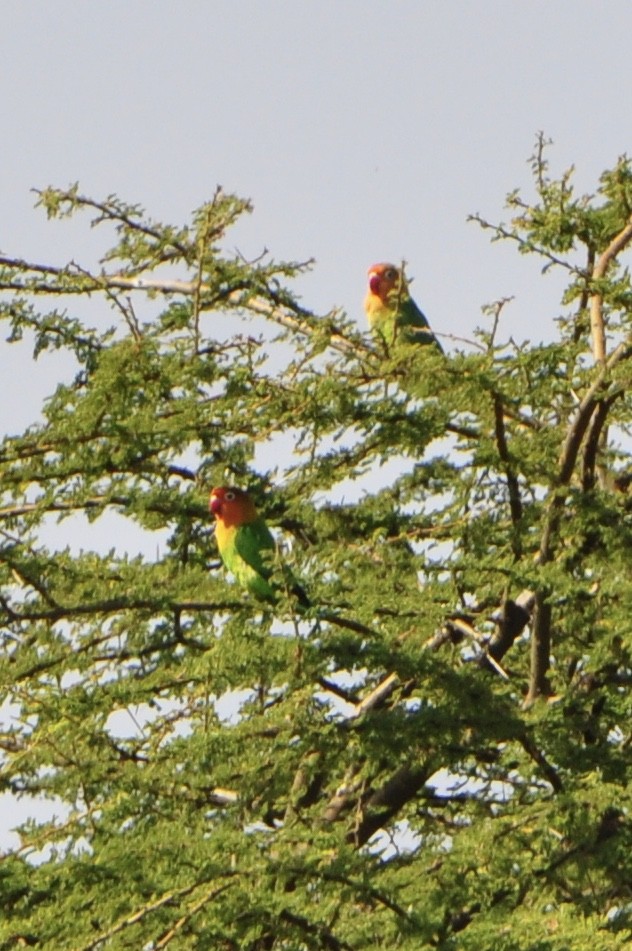 Fischer's Lovebird - ML112546921